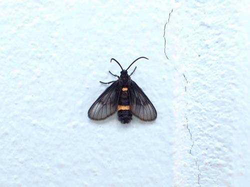 Psichotoe duvaucelii